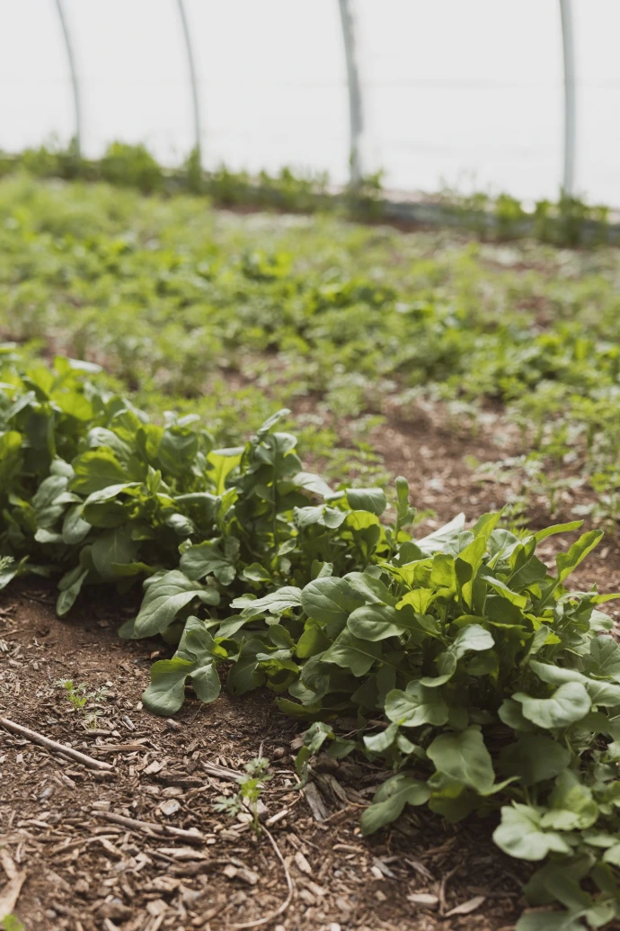 rows of planted vegetables at Farm to Garden 