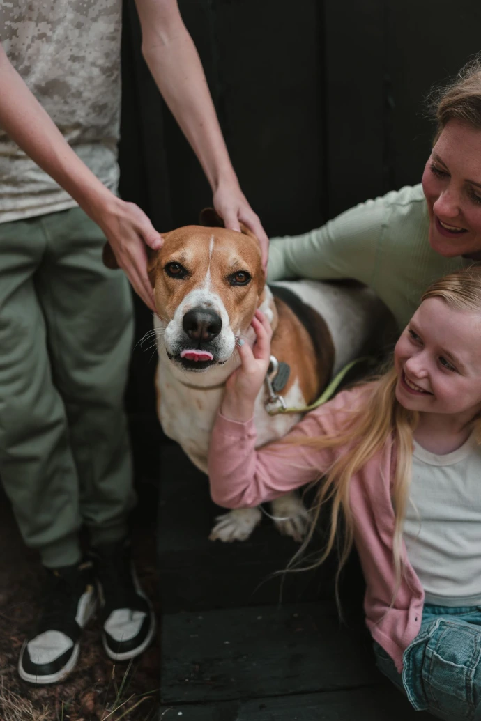 brown dog being pet 