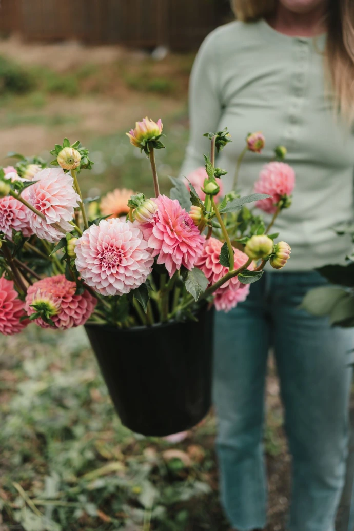 Freshly picked pink flowers in black pot