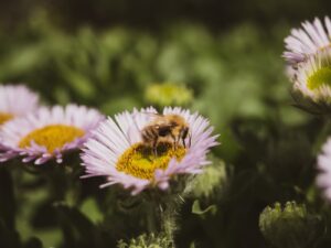 The Role of Pollinators in Gardening and How to Attract Them