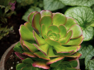 the best plants for indoor gardening