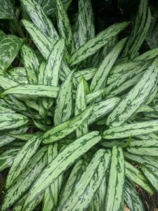 the best plants for indoor gardening chinese evergreen