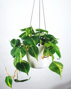 the best plants for indoor gardening philodendron