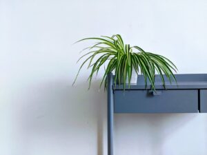 the best plants for indoor gardening spider plant