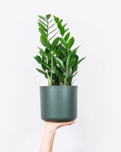 the best plants for indoor gardening zz plant