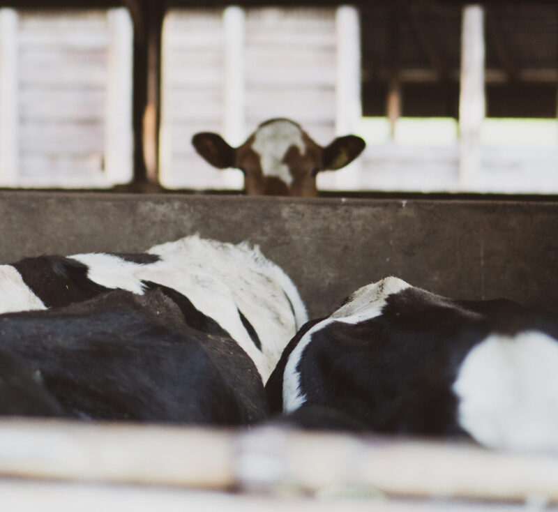 A cow peeks over the back of other cows lying down inside a barn, with focus on the curious cow and a blurred foreground.