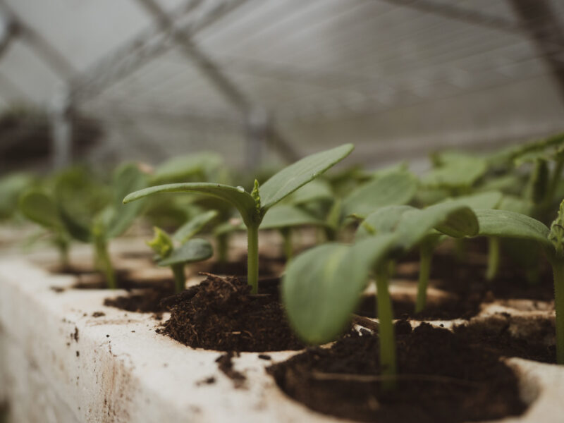 Young seedlings growing in a greenhouse, with a focus on a few sprouts in the foreground surrounded by rich soil, under a roof providing diffused light.